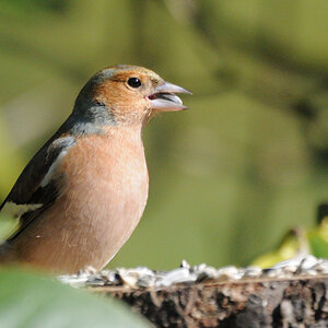 DSC_5398_00001.jpg