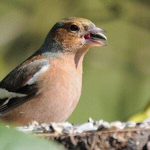 DSC_5431_00001.jpg