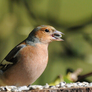 DSC_5534_00001.jpg