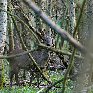 Moosgrund II