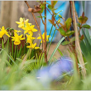 125 Narzissen im Schrebergarten