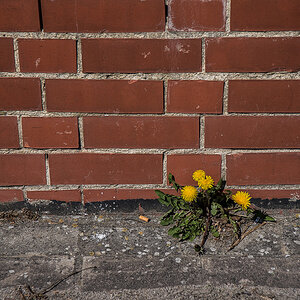 Mauerblümchen.jpg
