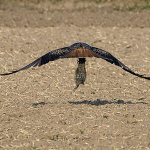 OF2_39103.jpg