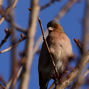 DSC_9033_00001.jpg
