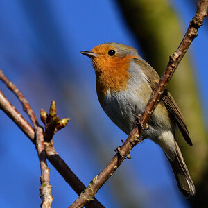 DSC_9140_00001.jpg