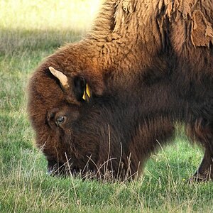Bisonbulle.jpg