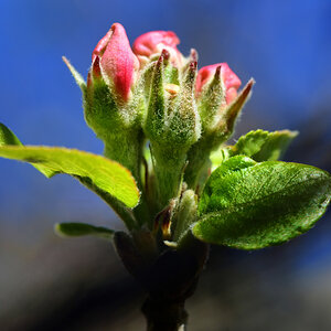 apfelblüte_2020_1200.jpg