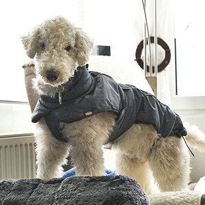 Mit Frauchen raus gehen egal wie das Wetter ist macht Spaß