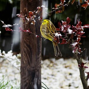 Der Schneefall war bestimmt auch ein Schock für die Vogelwelt heute..jpg