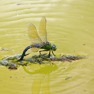 Libelle-2.jpg