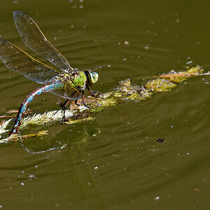 Libelle-1.jpg