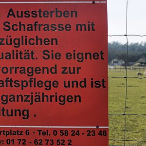 Bentheimer Landschafe.jpg