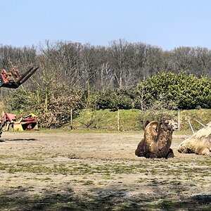 Sie werden sie als Reittiere für Besucher  gehalten.jpg
