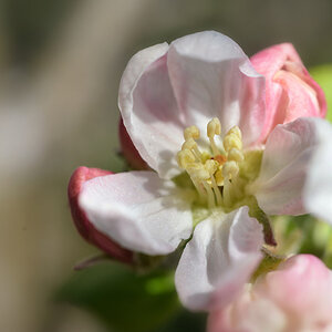 apfelblüte_2020_1200_1.jpg