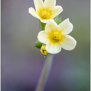 132 Schlüsselblume Makro