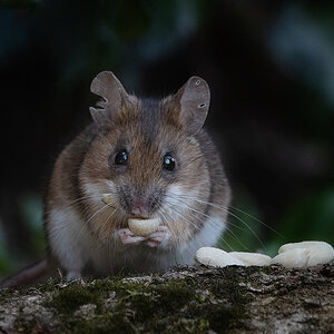 _DSC0339-Bearbeitet-1.jpg