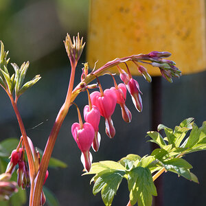 D72_5524_DxO.jpg
