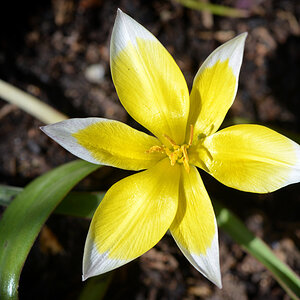 Zwerg-Stern-Tulpe.jpg