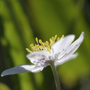 AnemoneNemorosa_1200x800_DSC0106.jpg