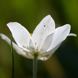 AnemoneNemorosa_1200x800_DSC0105.jpg