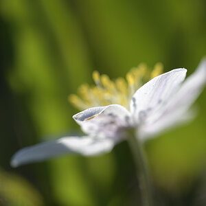 AnemoneNemorosa_1200x800_DSC0109.jpg