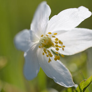 AnemoneNemorosa_1200x800_DSC0114.jpg
