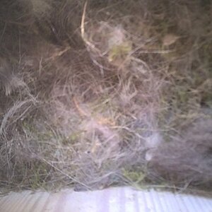 Nestcam.jpg