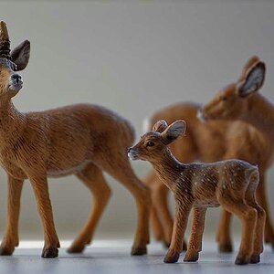 Wildlife in der Fensterbank