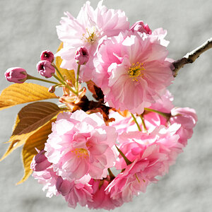 DSC_2483_DxO.jpg