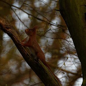 Hörnchen