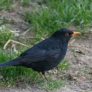 Herr Amsel