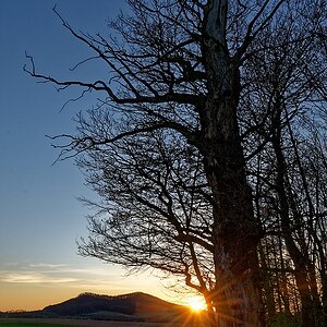 Die alte Eiche