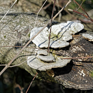 _DSC7466NF.jpg