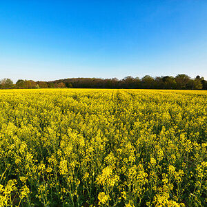 rapsfeld_1200.jpg