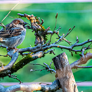 _HAR2941.jpg