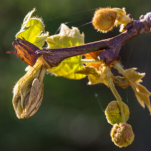 Ententeich-II-10.jpg