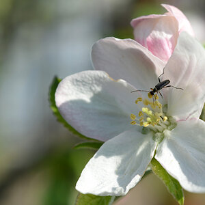 Mattschwarzer Blütenbock_apfelblüte.jpg