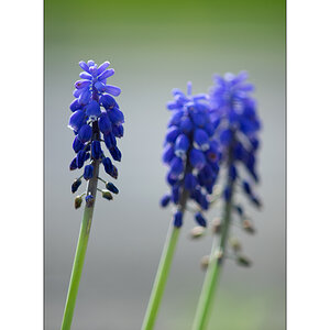 SasaDSC_3546.jpg