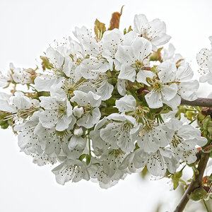 _DSC7485NF.jpg
