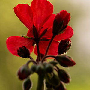 Pelargonie2018.jpg