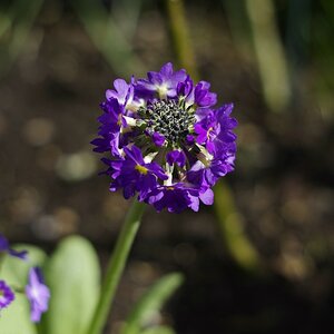 Blüten gefunden.jpg