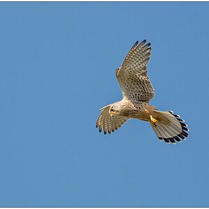 153 Turmfalke 1