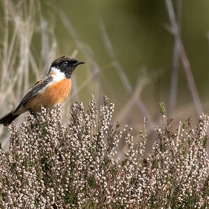 D50_1692_Schwarzkehlchen auf HeidekrautIA_3_2020.jpg