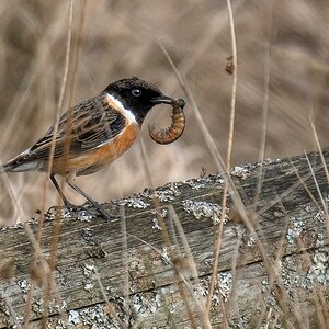 D50_1714_Schwarzkehlchen IA_3_2020.jpg