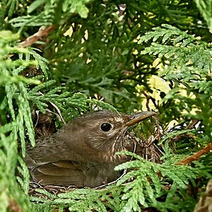 _Amsel im Nest.jpg