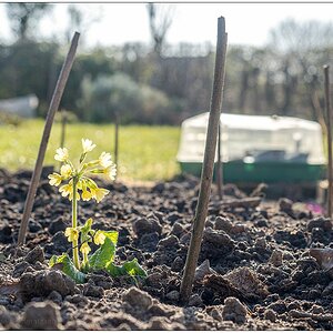 166 Gemüsebeet mit Schlüsselblume