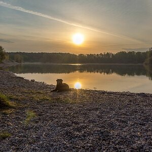 Hund vor aufgehender Sonne
