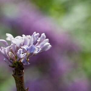 DSC_3266_DxO-2.jpg