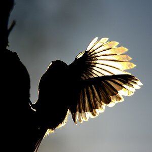 Blaumeise Gegenlicht.jpg
