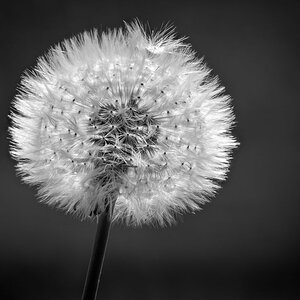 Pusteblume
